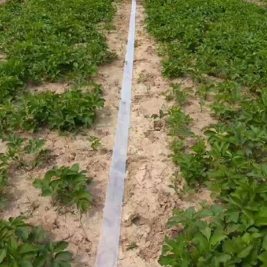 商丘我有80亩白芷，九月收，有意者联系
