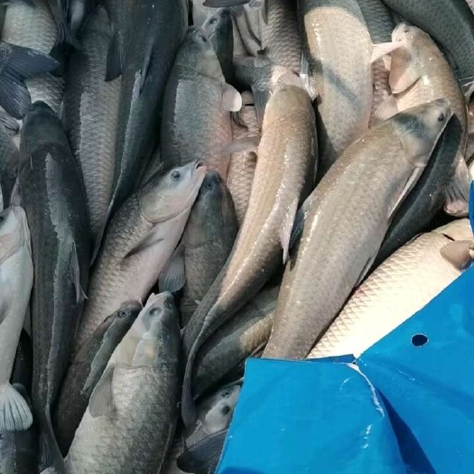 盱眙县水库青鱼8--15斤
