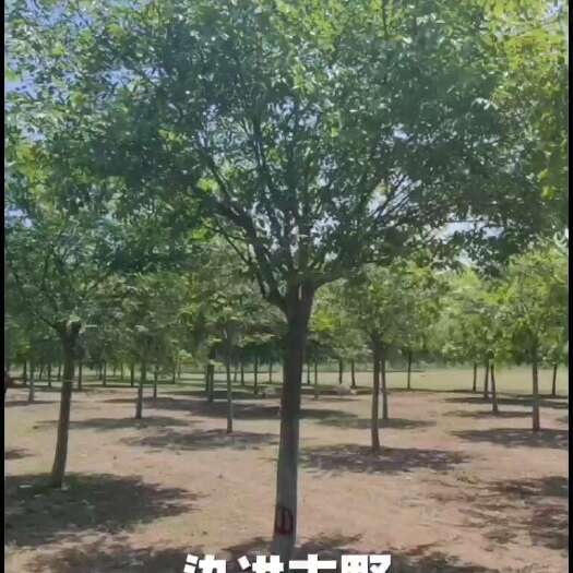 沭阳县直径10厘米染井吉