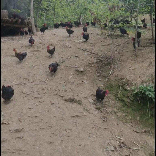 石泉县土鸡