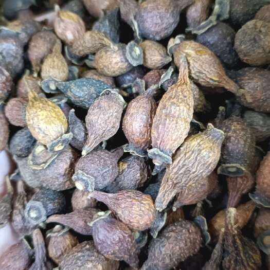 玉林金樱子