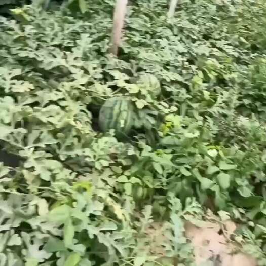 大名县甜王