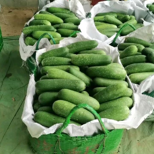 精品毛节瓜