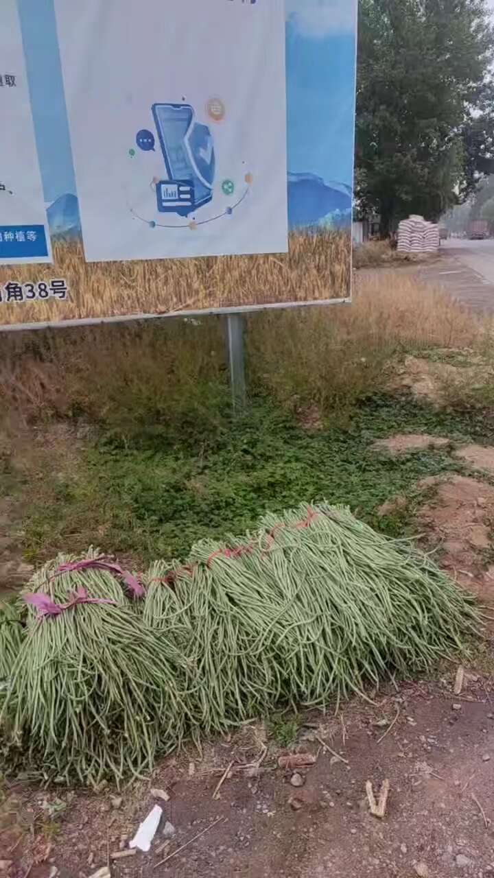 豫北豆角大量上市了，需要的老板联系我！