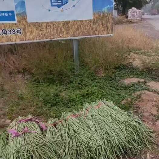 南乐县豫北豆角大量上市了，需要的老板联系我！