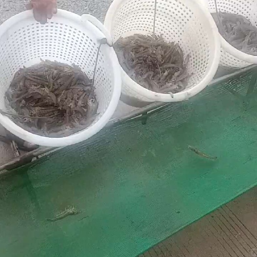 生猛南美对虾