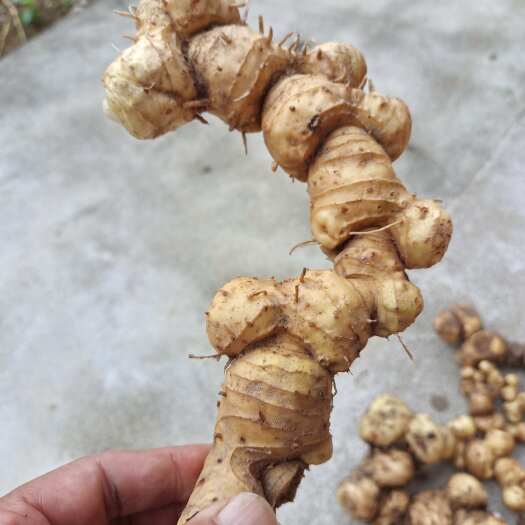 洪江市纯多花黄精