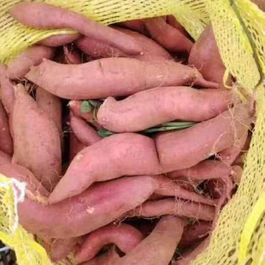 养殖红薯 发酵豆渣 新鲜豆渣养殖户好帮手