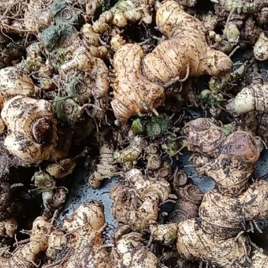 姜型黄精上货了需要黄精联系
