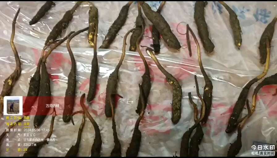 重庆市甘孜虫草