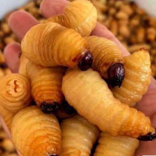 化州市大量活冻竹虫 活虫竹笋虫速冻虫食用竹虫【活竹虫速冻发货】