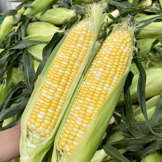 昆明现摘新鲜云南水果玉米甜玉米生吃爆浆