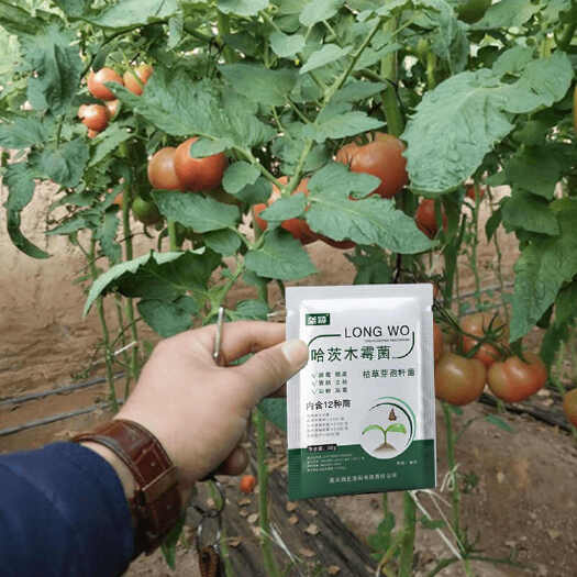 栾川县番茄专用哈茨木霉菌花叶病黑杆病脐腐病西红柿防烂微生物菌剂