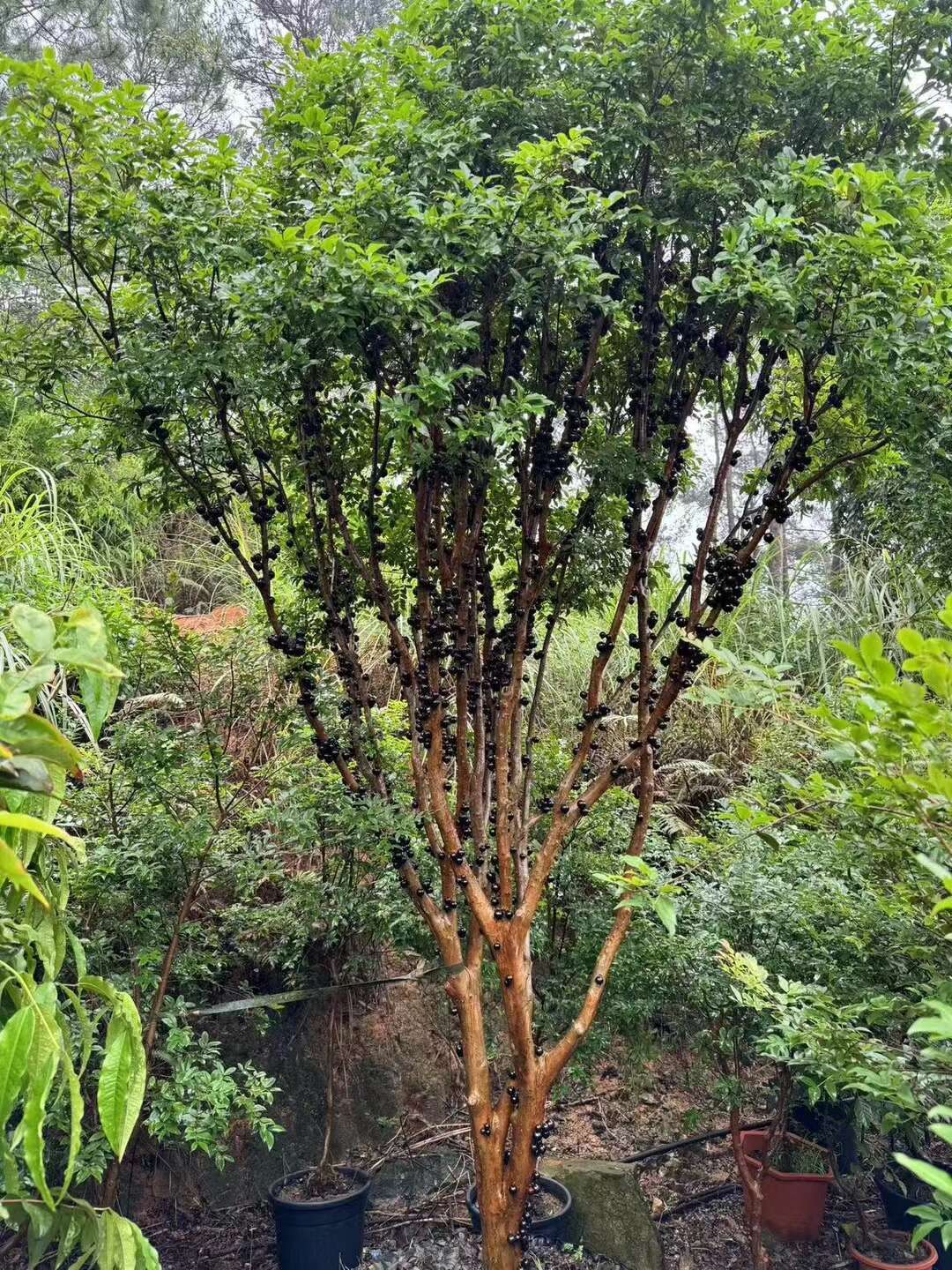 金桂果苗有限公司