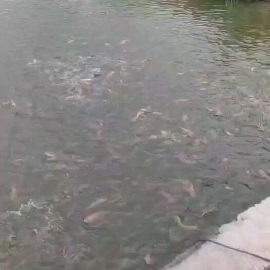 阳春市清塘出售杂交塘鲺鱼