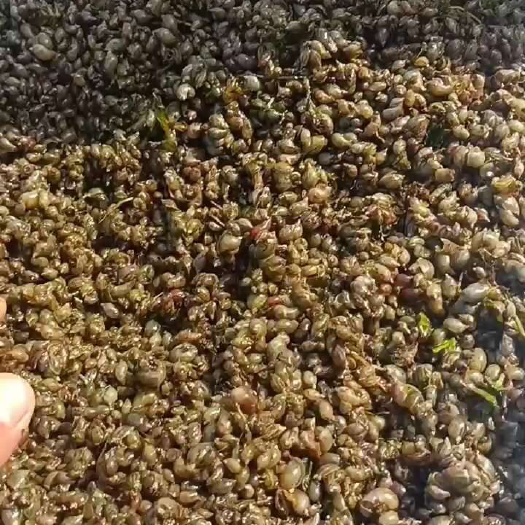 亳州蚂蝗开口饵料，飘螺，子螺 全国发货