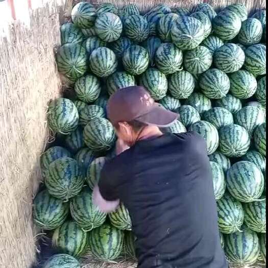 会泽县西瓜