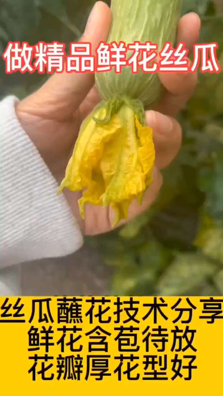 荷兰绿如意丝瓜种子 耐热耐寒 荷兰引进 瓜条鲜绿 耐运输