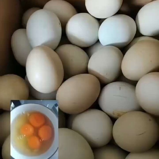 哈尔滨乌鸡蛋