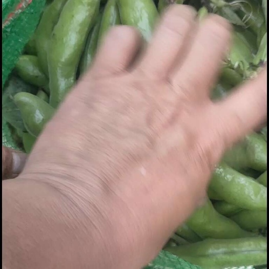 南通精品蚕豆  大板豆    供电商  食堂   平台   商超