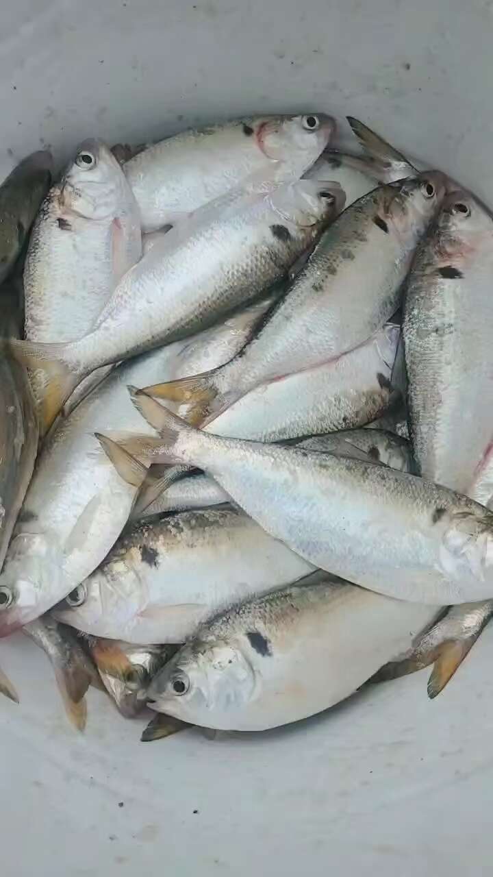 海鲫鱼，吉八鱼，黄鱼，花鰶鱼，斑鰶鱼，流西鱼