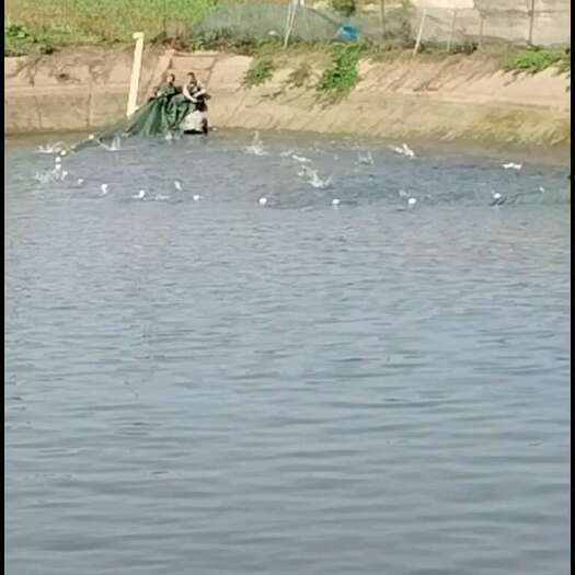 当阳市马口鱼塘拉网
