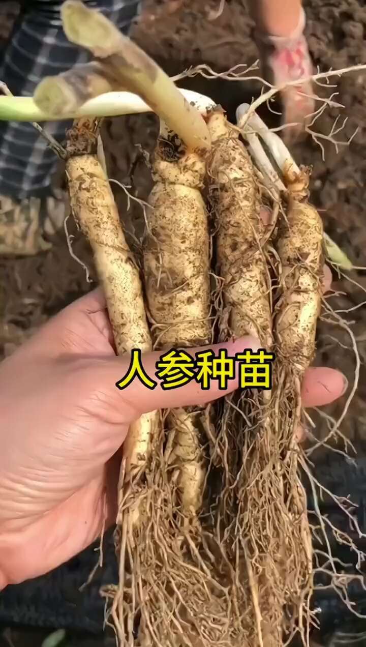 人参苗 新鲜长白山人参种子 可种植可食用