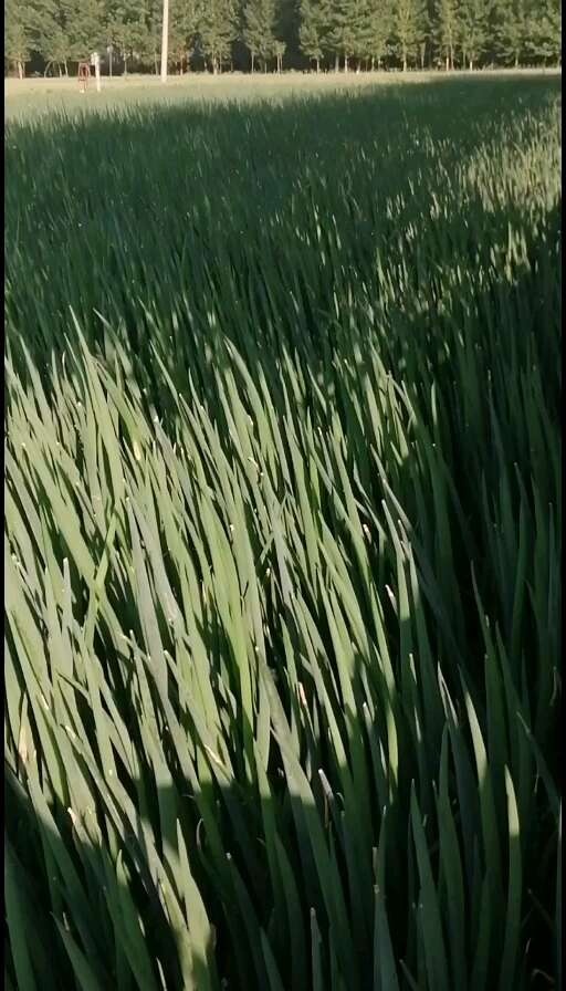 阳谷县葱出售，量大，，，，