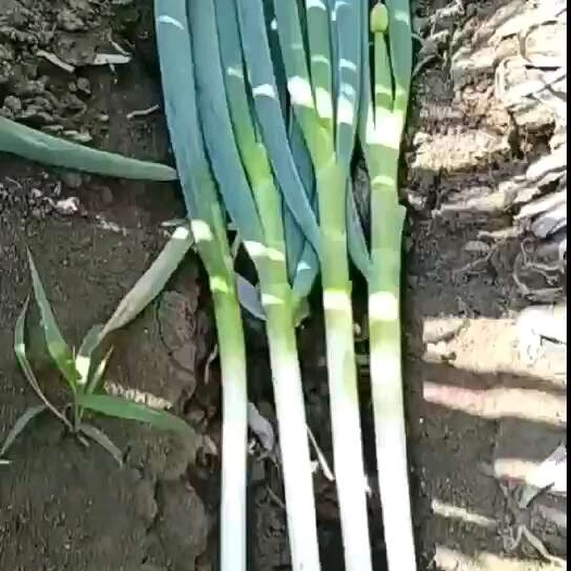 启东市铁杆钢葱