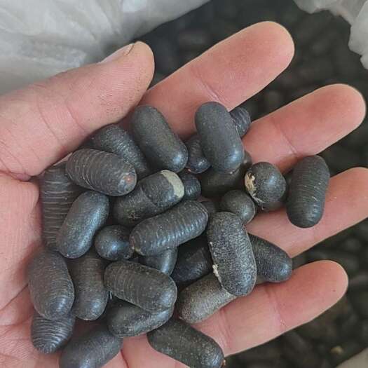亳州双肾子双肾参水洗选货