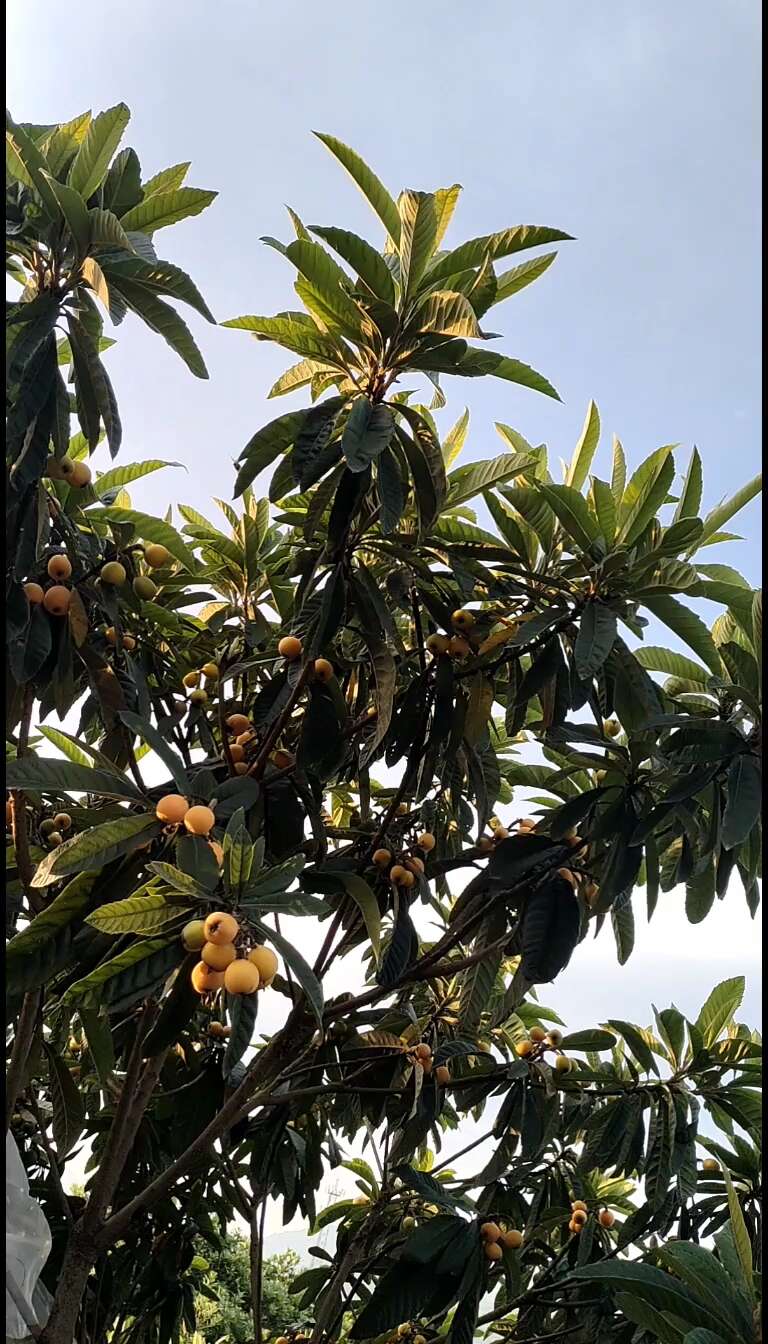 枇杷大量上市