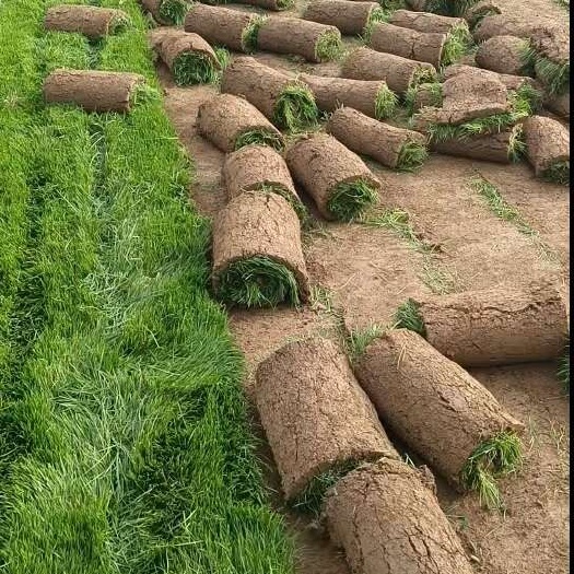 草坪 草皮 花草种子 各种草坪品种齐全 量大从优