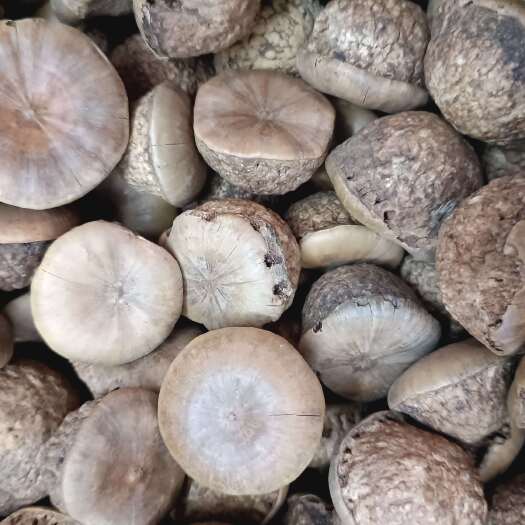 玉林广西新鲜采摘风流果干果泡酒食材批发零售