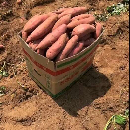 遂溪县番薯