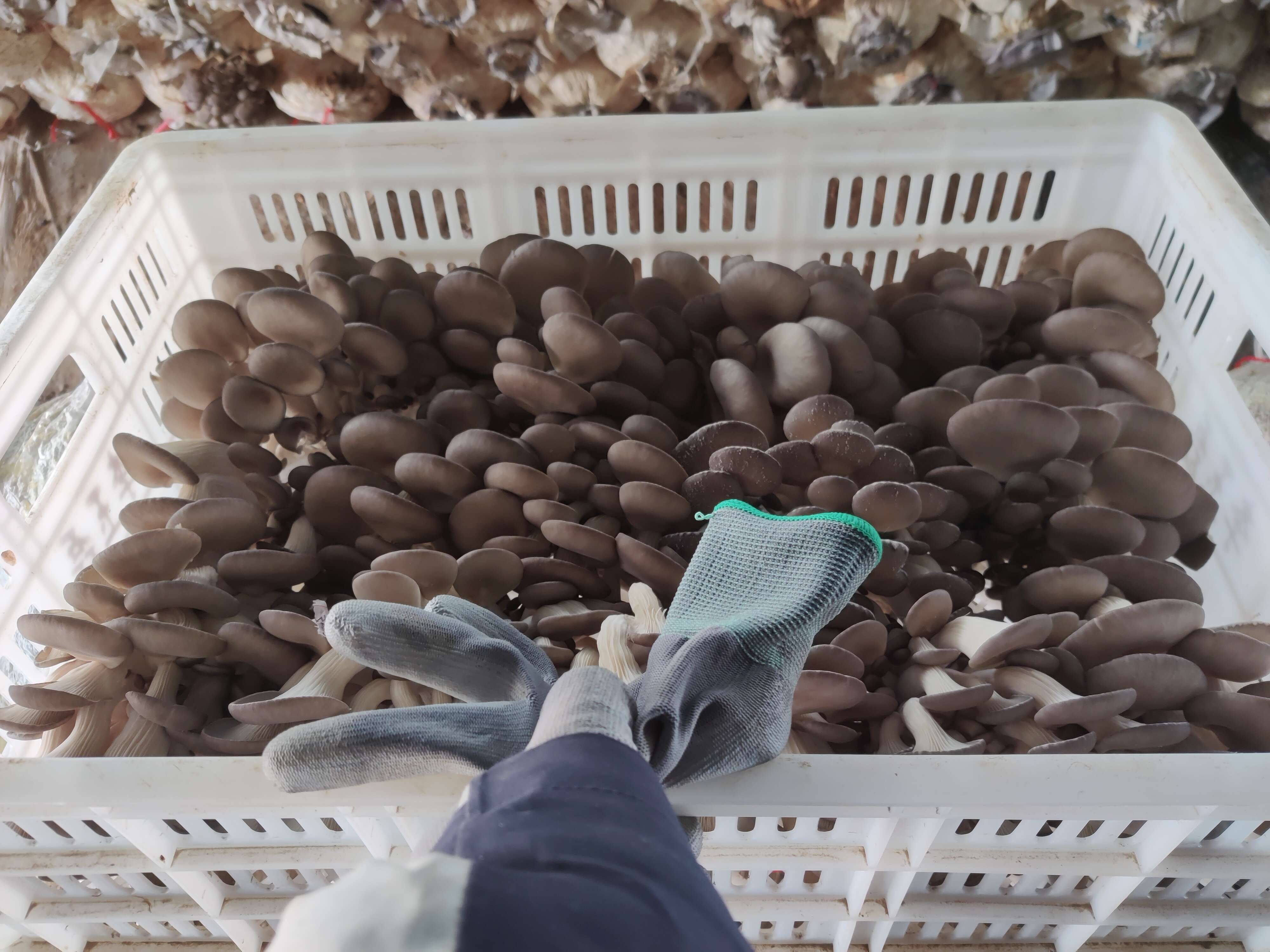 平菇头茬大量上市欢迎老板对接
