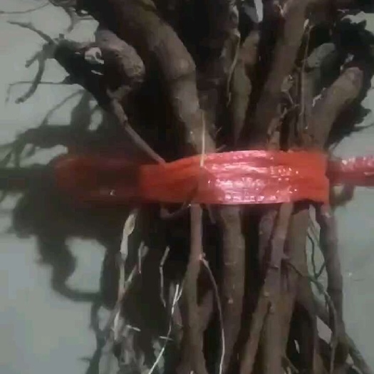 上林县天然小叶红皮千斤拔\吊马桩，纯根。不包邮。不下雨72小时发货