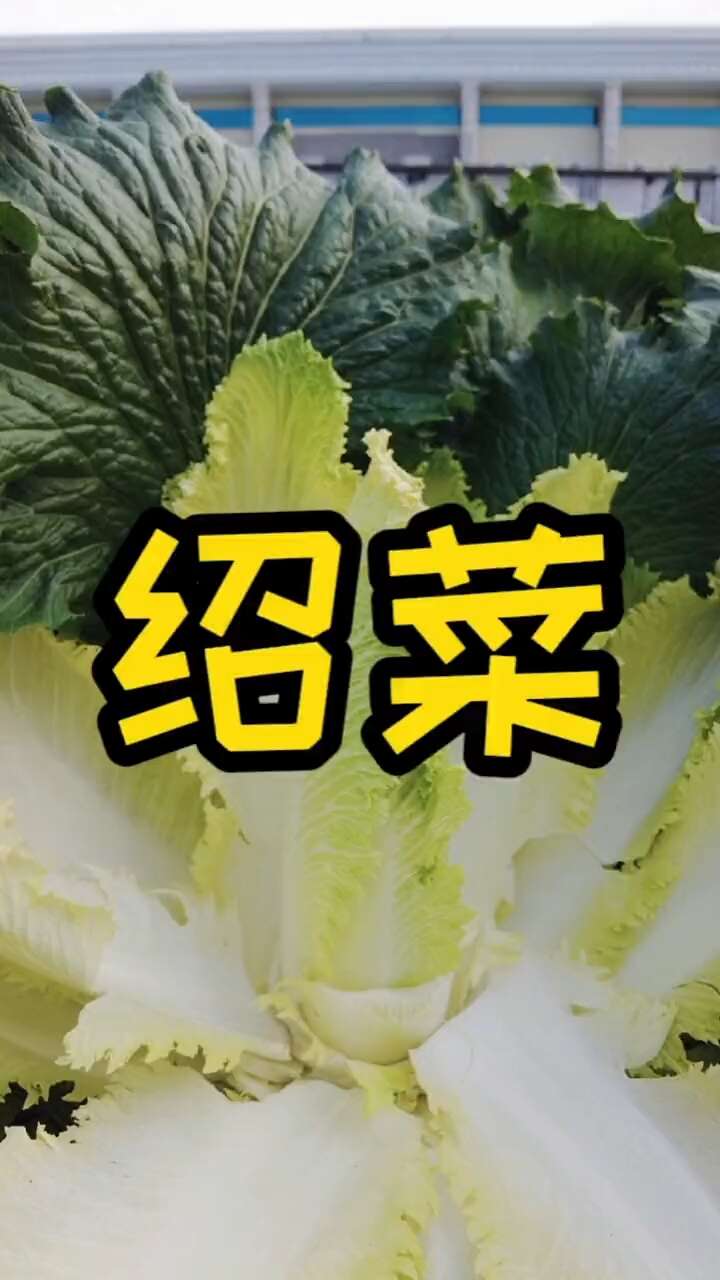 水果白菜种子 绍菜种子 甜脆薄叶 青麻叶种子 基地种植