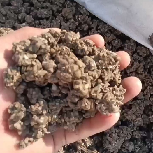产区直销猫爪草