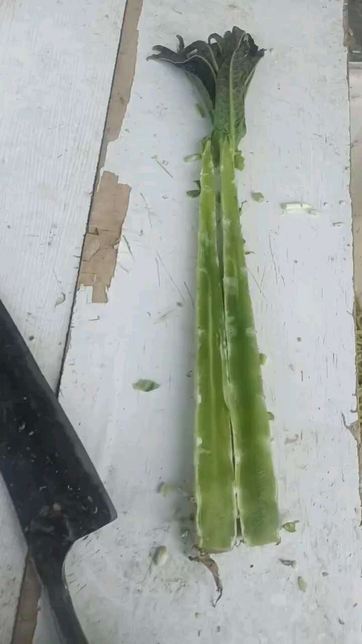 江苏红叶莴笋