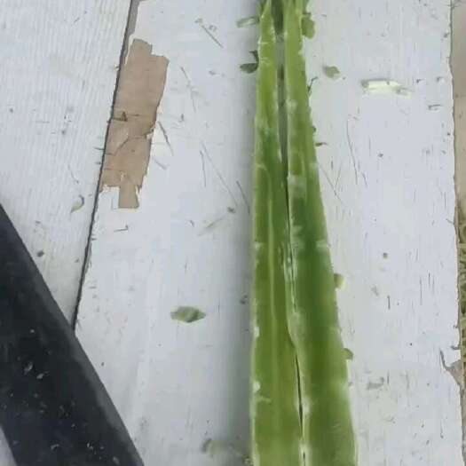 盐城江苏红叶莴笋
