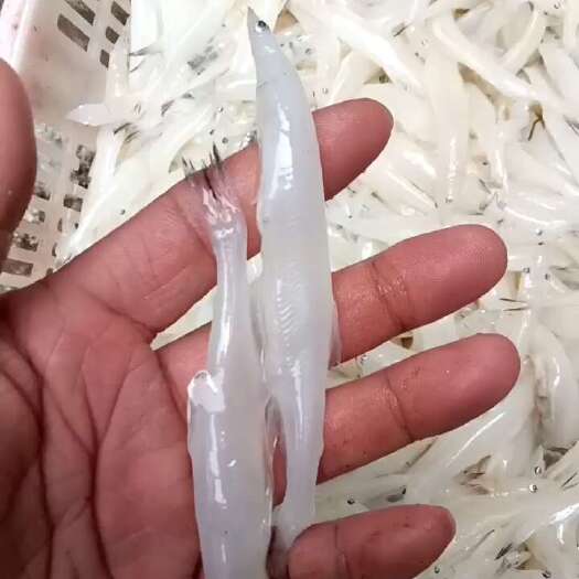 青岛精品银鱼