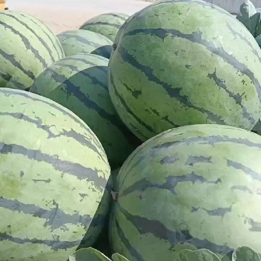 夏邑产区。