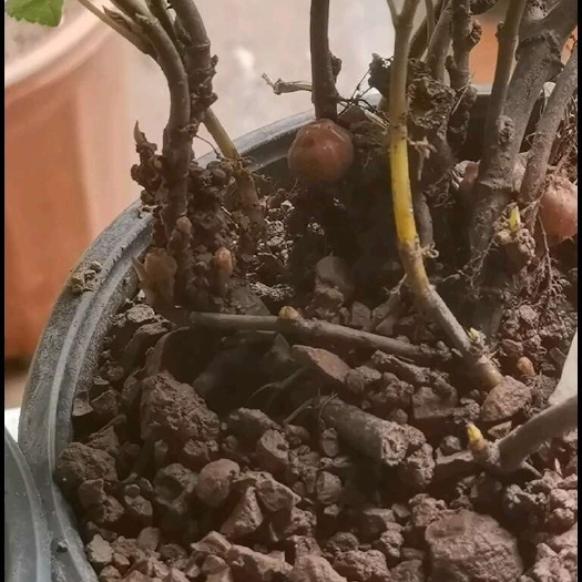 长沙野地瓜苗