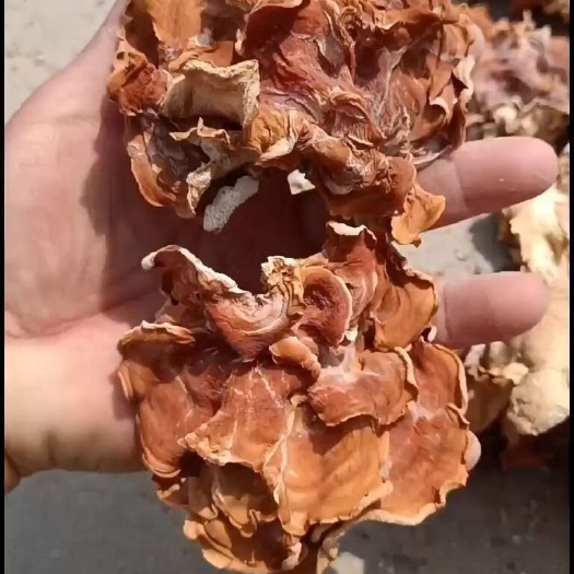 优质干榆耳产地一手货源批发零售灵芝菌菇好榆耳，产地榆耳灵芝菇
