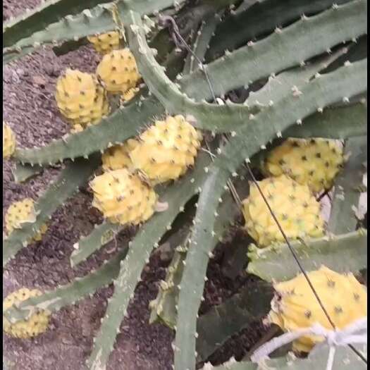 南宁燕窝果18+