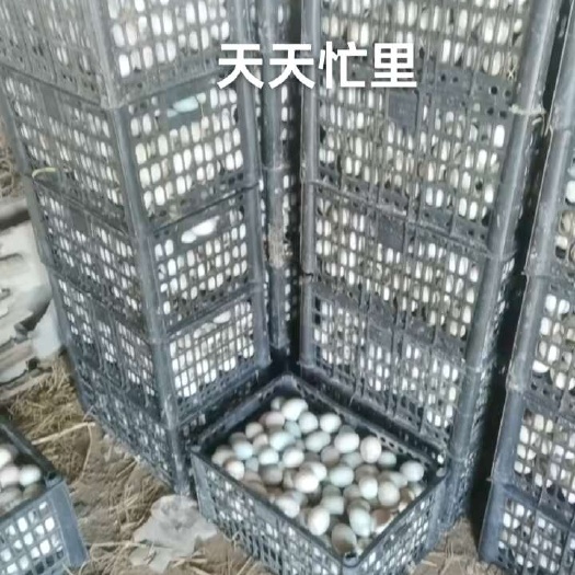 杭州有需要的老板来下单砸我