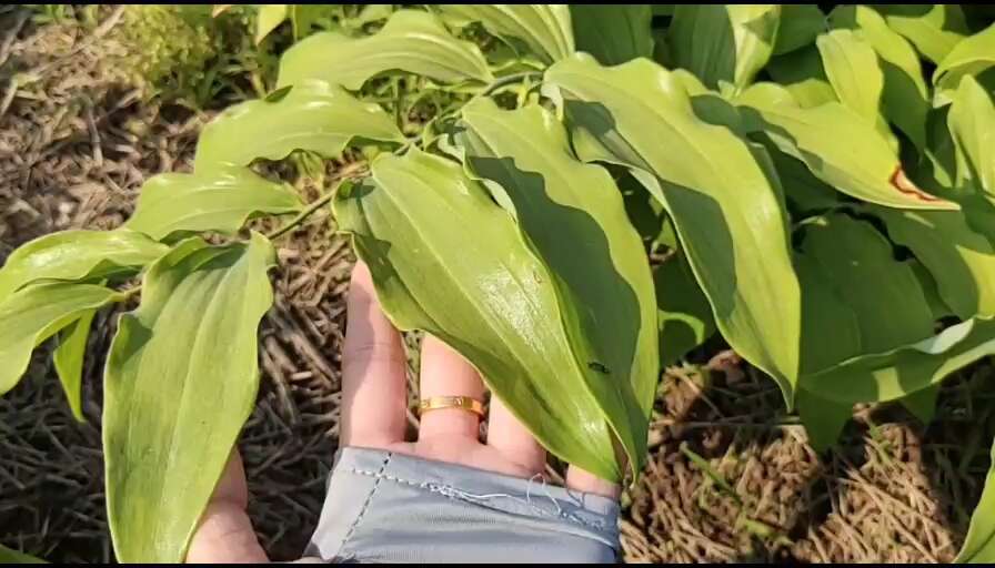 池州3年玉竹苗(南玉竹)