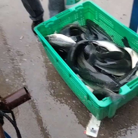 鲈鱼，平打1.2斤