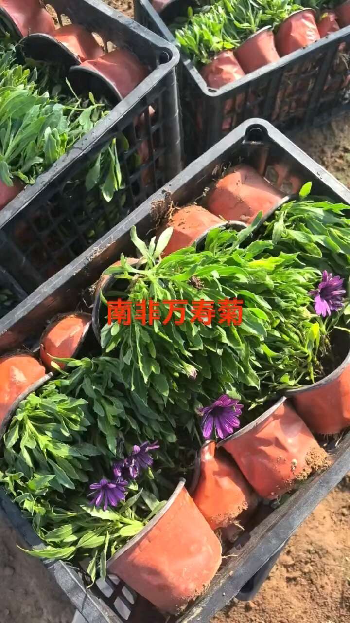 南非万寿菊，万寿菊，非洲万寿菊