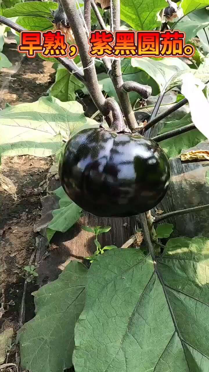 黑玉3号圆茄种子 中早熟 紫黑色 抗病耐热 春夏黑亮圆茄